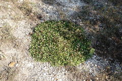 Globularia trichosantha