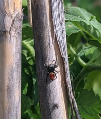 Phidippus carneus