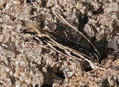 Eralea albalineella