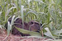 Myocastor coypus