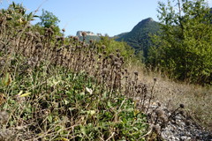 Globularia trichosantha