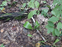 Platanthera chlorantha