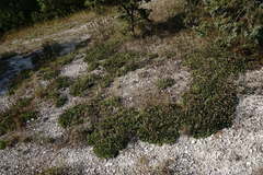 Globularia trichosantha