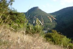 Bromus cappadocicus