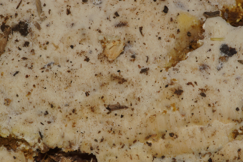 Perenniporia variegata