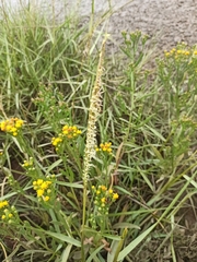 Sporobolus anglicus