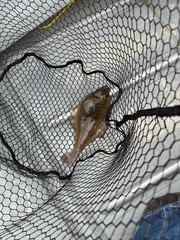 Citharichthys sordidus