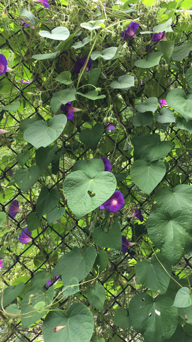 Tall morning-glory (Ipomoea purpurea)