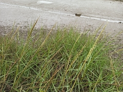 Sporobolus anglicus