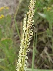 Sporobolus anglicus