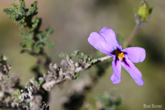 Jamesbrittenia pinnatifida