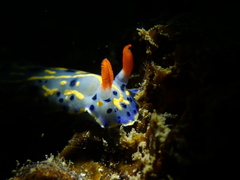 Hypselodoris festiva