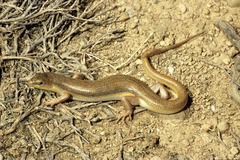 Eumeces schneiderii pavimentatus