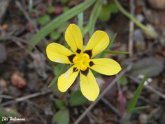 Sisyrinchium graminifolium