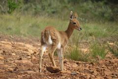 Mountain Reedbuck photo 3