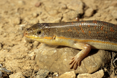 Eumeces schneiderii pavimentatus
