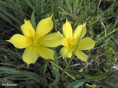 Sisyrinchium nanum