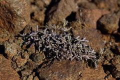 Anacampseros ustulata