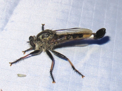 Efferia grandis