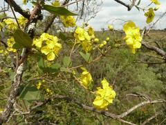 Sphedamnocarpus pruriens pruriens