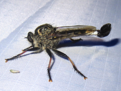 Efferia grandis
