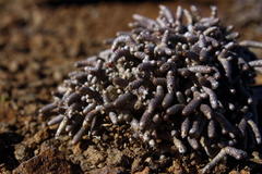 Anacampseros ustulata