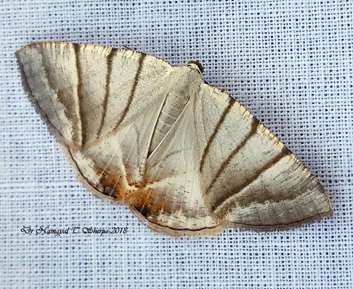 Myrteta planaria
