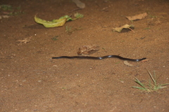 Platyplectrurus madurensis