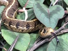 Thamnophis scaliger