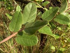 Sphedamnocarpus pruriens pruriens