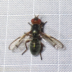 Senopterina caerulescens