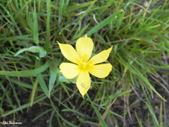 Sisyrinchium nanum