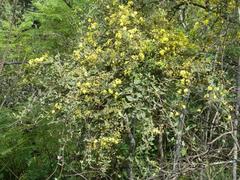 Sphedamnocarpus pruriens pruriens