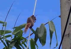 Callosciurus