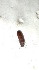 Colydiinae