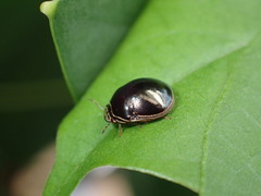 Brachyplatys subaeneus