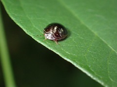 Brachyplatys subaeneus