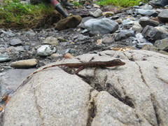 Anolis maculiventris