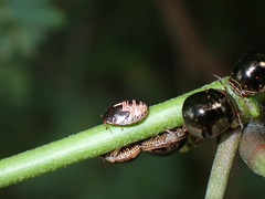 Brachyplatys subaeneus