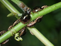 Brachyplatys subaeneus