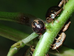 Brachyplatys subaeneus