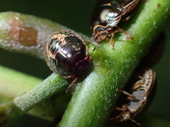 Brachyplatys subaeneus