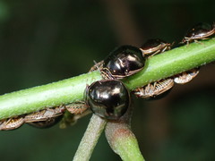 Brachyplatys subaeneus