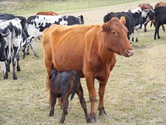 Bos indicus × taurus