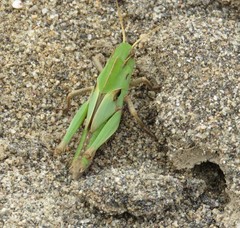 Locusta
