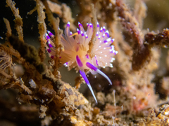 Unidentia aliciae