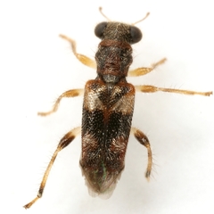 Phyllobaenus obscurus
