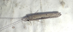 Trichoptera