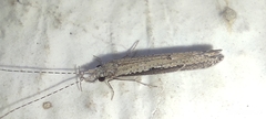 Trichoptera