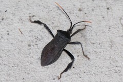 Acanthocephala alata